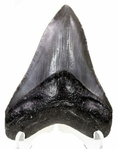 Serrated, Megalodon Tooth - Georgia #55639